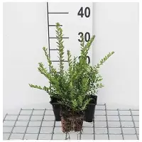 GRDplanten 12 plantas de *Lonicera nitida* 'Elegant' - Acebo ornamental, de hoja perenne - en maceta de 9 cm x 9 cm