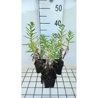 GRDplanten 6 plantas de Aster (Aster spp.) variedad 'Herbstschnee' (nieve de otoño) - Aster de otoño - Maceta de 9 x 9 cm