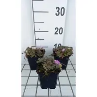 GRDplanten 6 x Geranio híbrido 'Tanya Rendall' - Maceta de 9 x 9 cm