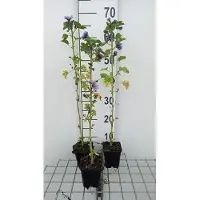 GRDplanten 6 x Malva sylv. 'Marina' (también conocida como 'dema') - Malva - Maceta de 9 x 9 cm