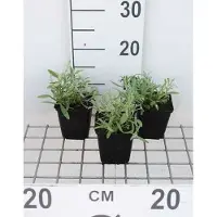 GRDplanten 6 plantas de *Cerastium biebersteinii* (también conocida como "Hornblume"), en macetas de 9 x 9 cm