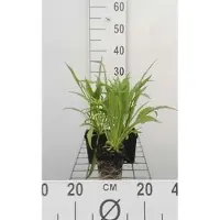 GRDplanten 6 plantas de *Scabiosa caucasica* 'Alba' - Escabiosa - Maceta de 9 x 9 cm