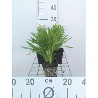 GRDplanten 6 x Liatris spic. 'Floristan Weiss' - Liatris espinosa 'Floristan Weiss' - Maceta de 9 x 9 cm