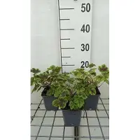 GRDplanten 6 x Heucherella híbrida 'Solar Power' - Heucherella híbrida - Maceta de 9 x 9 cm