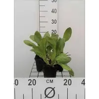 GRDplanten 6 x Bergenia híbrida 'Bressingham White' - pseudodictamo - maceta de 9 x 9 cm