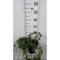 GRDplanten 12 plantas de Vinca minor 'La Grave' (variedad 'bowles') - Pequeño siempreverde 'La Grave' - Maceta de 9 cm x 9 cm