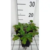 GRDplanten 6 plantas de *Eryngium planum* (también conocido como "Mannstreu"), en macetas de 9 x 9 cm