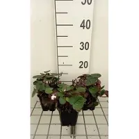 GRDplanten 6 unidades de Cyclamen coum 'Album' - planta de primavera en maceta de 9 x 9 cm