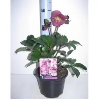 GRDplanten 6 x *Helleborus hybr. 'Anna's Red' - Helleborus - Maceta de 9 x 9 cm