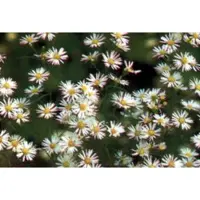 GRDplanten 6 x Aster híbrido 'Monte Cassino' - Aster de otoño - Maceta de 9 x 9 cm