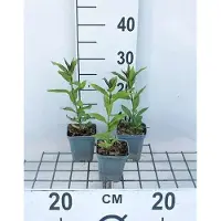 GRDplanten 6 plantas de flox (Phlox) variedad 'Europa' - también conocida como "Flammenblume" - en maceta de 9 x 9 cm