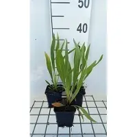 GRDplanten 6 plantas de *Echinacea paradoxa* (también conocida como "Solnhut"), en macetas de 9 x 9 cm