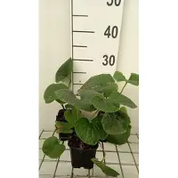 GRDplanten 6 plantas de *Brunnera sibirica* (también conocida como "olvidadizo del Cáucaso"), en maceta de 9 x 9 cm
