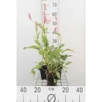 GRDplanten 6 plantas de *Persicaria bistorta* 'Superba' ('latifolium') (también conocida como "Kerzenknöterich"), en macetas de 9 x 9 cm
