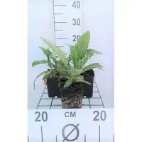 GRDplanten 6 x *Echinops ritro* (Cardo globo) - Maceta de 9 x 9 cm