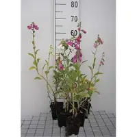 GRDplanten 6 x Digitalis purpurea 'Gloxiniiflora' - Digitalis (también conocida como "dedalera") - Maceta de 9 x 9 cm