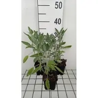 GRDplanten 6 plantas de Salvia off. 'Albiflora' (Sternmoos), en maceta de 9 x 9 cm