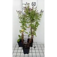 GRDplanten 6 x Aster híbrido 'Js Eleven Purple' - Aster de otoño - Maceta de 9 x 9 cm