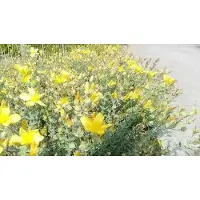 GRDplanten 6 plantas de *Hypericum olympum* 'Citrinum' (Hierba de San Juan), en maceta de 9 x 9 cm