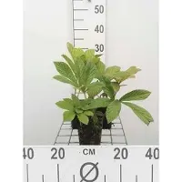 GRDplanten 6 plantas de Rodgersia pinnata (también conocida como Schaublatt), en maceta de 9 x 9 cm