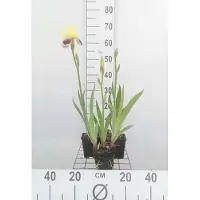GRDplanten 6 x Iris (plántula) 'Nibelungen' - Gladiolo - Maceta de 9 x 9 cm