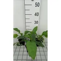 GRDplanten 6 x *Symphytum grandifl.* 'Hidcote Blue' - Consuelda mayor - Maceta de 9 x 9 cm