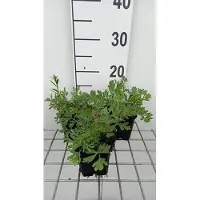 GRDplanten 6 x *Pulsatilla vulgaris* 'Röde Klokke' - Campanilla común 'Röde Klokke' - Maceta de 9 x 9 cm