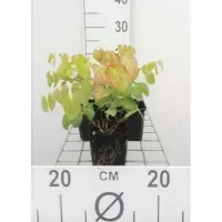 GRDplanten 6 x Epimedium versicolor 'Sulphureum' - Flor de hadas - Maceta de 9 x 9 cm