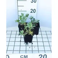 GRDplanten 6 x *Lupinus hybr. 'Gallery Yellow'* - Lupino - Maceta de 9 x 9 cm