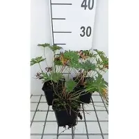 GRDplanten 6 x Geranio pratense 'Mrs. Kendall Clark' - Maceta de 9 x 9 cm