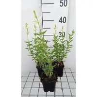 GRDplanten 6 plantas de Salvia greggii 'Alba' (Salvia ornamental), variedad 'Alba', en maceta de 9 x 9 cm