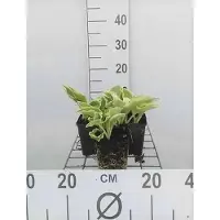 GRDplanten 6 x Hosta híbrida 'Wide Brim' - Maceta de 9 x 9 cm