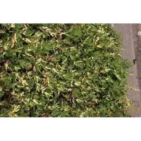 GRDplanten 6 plantas de *Filipendula ulmaria* 'Variegata' (también conocida como "Mädesüß"), en maceta de 9 x 9 cm