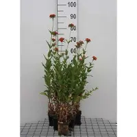 GRDplanten 6 plantas de *Lychnis chalcedonica* (también conocida como "Lichtnelke"), en maceta de 9 x 9 cm