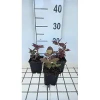 GRDplanten 6 x Lysimachia cil. 'Firecracker' (también conocida como "Pfennigkraut") - planta en maceta de 9 x 9 cm