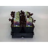 GRDplanten 6 x Sedum tel. 'Touchdown Teak' - Suculento - Maceta de 9 x 9 cm