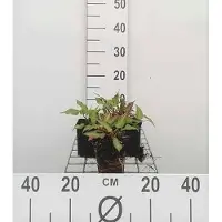 GRDplanten 6 plantas de *Persicaria ampl.* 'Orange Field' (también conocida como "Kerzenknöterich"), en maceta de 9 x 9 cm