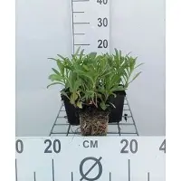GRDplanten 6 plantas de *Leucanthemum* (margaritas) 'Silberprinzesschen' - en maceta de 9 x 9 cm
