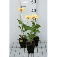 GRDplanten 6 x Heliopsis hel. 'Venus' - Heliopsis - Maceta de 9 x 9 cm
