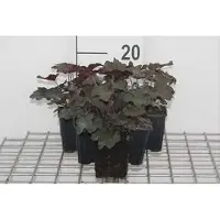 GRDplanten Heuchera mic. 'Palace Purple' - Heuchera 'Palace Purple' - 6 plantas en maceta de 9x9 cm