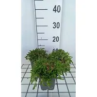 GRDplanten 6 x Sedum acre 'Aureum' - Sedum de hojas carnosas - Maceta de 9 x 9 cm