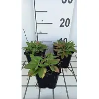 GRDplanten 6 plantas de Salvia nem. 'Sensation deep Blue' - Sternmoos, en maceta de 9 x 9 cm