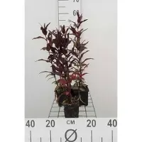 GRDplanten 6 x *Lychnis arkwrightii* 'Vesuvius' - Clavellina - Maceta de 9 x 9 cm