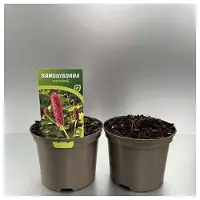 GRDplanten 6 plantas de *Sanguisorba menziesii* (también conocida como Pimpinelle), en macetas de 9 x 9 cm