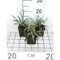 GRDplanten 6 x Liriope muscari 'Ingwersen' - Lilientraube - Maceta de 9 x 9 cm