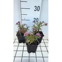 GRDplanten 6 unidades de Aster dumosus 'Alice Haslam' (Aster otoñal) - Maceta de 9 x 9 cm