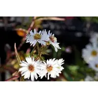 GRDplanten 6 plantas de Aster (Aster novae-angliae 'White Ladies') - Aster de Nueva Inglaterra - Maceta de 9 x 9 cm