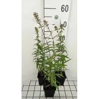 GRDplanten 6 plantas de flox (Phlox) variedad 'Omega' - también conocida como "Flammenblume" - en maceta de 9 x 9 cm