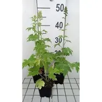 GRDplanten 6 x Delphinium (p) 'Summer Skies' ('sommerhimmel') - Delphinio - Maceta de 9 x 9 cm