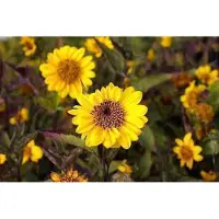 GRDplanten 6 x *Helianthus hybr.* 'Lemon Queen' - Girasol - Maceta de 9 x 9 cm